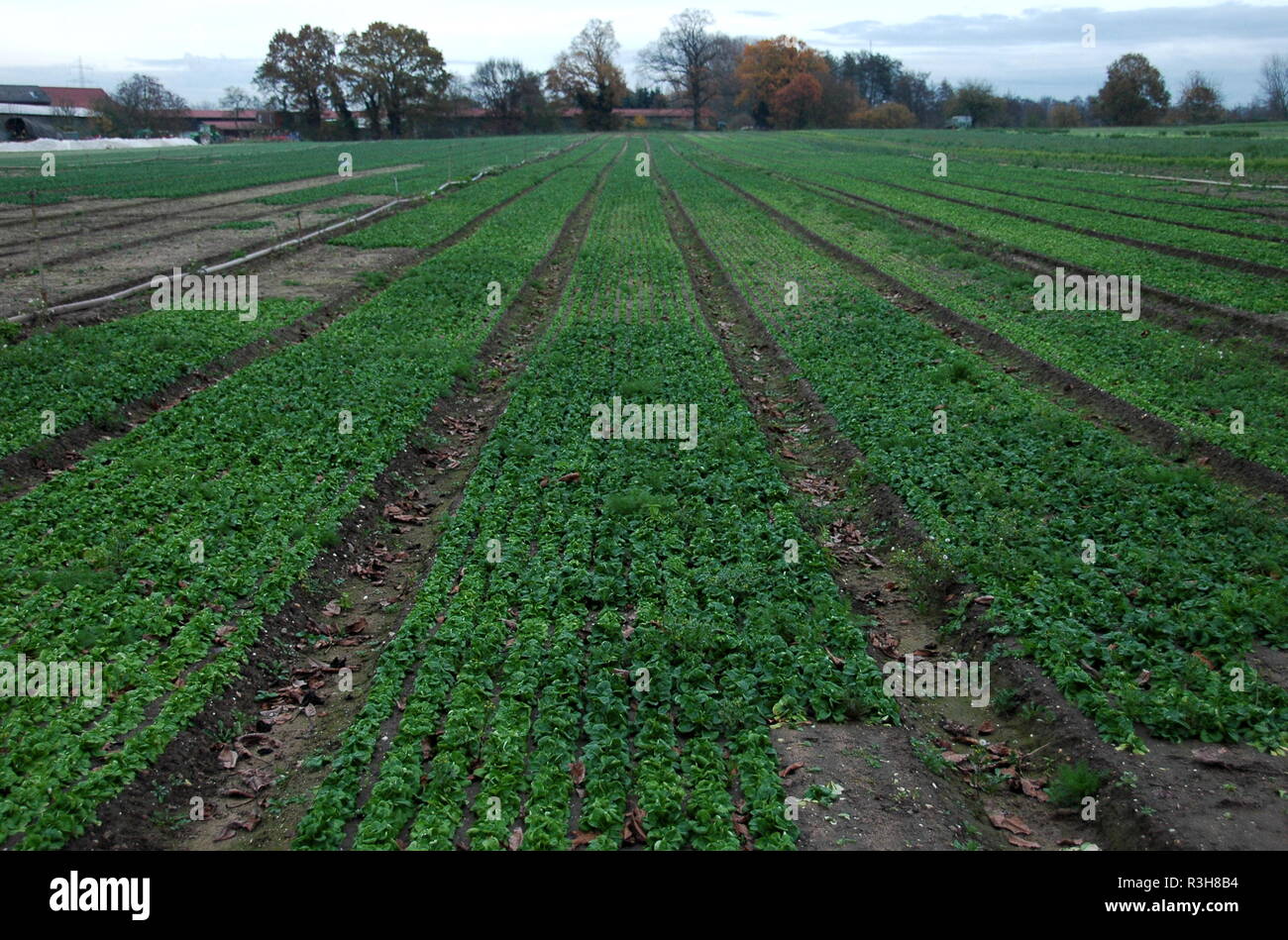 lettuce growing in rheinzabern / pfalz Stock Photo