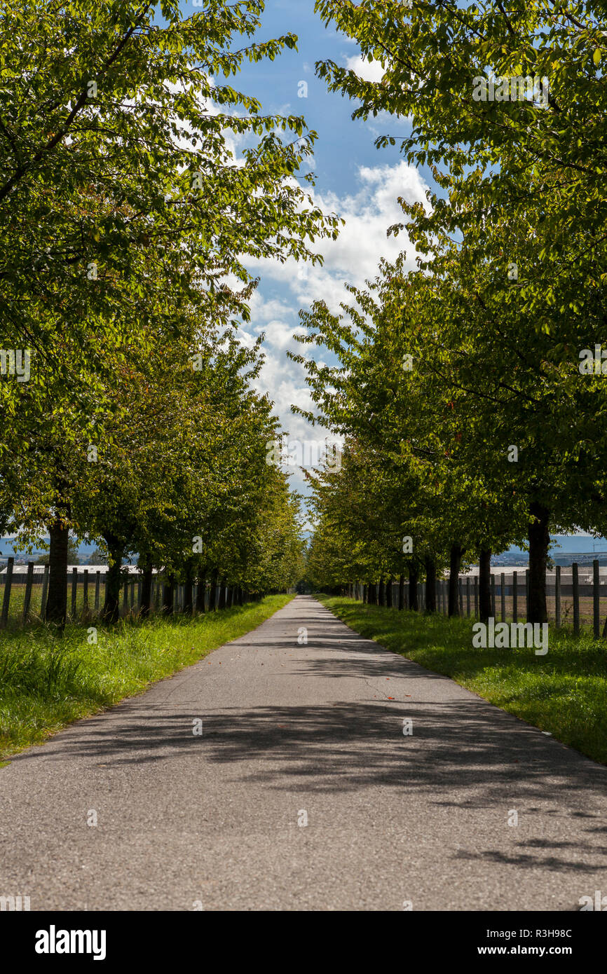 【中古】 The Tree Below the Road DeidreStarr 中古】 The Tree Below the Road DeidreStarr