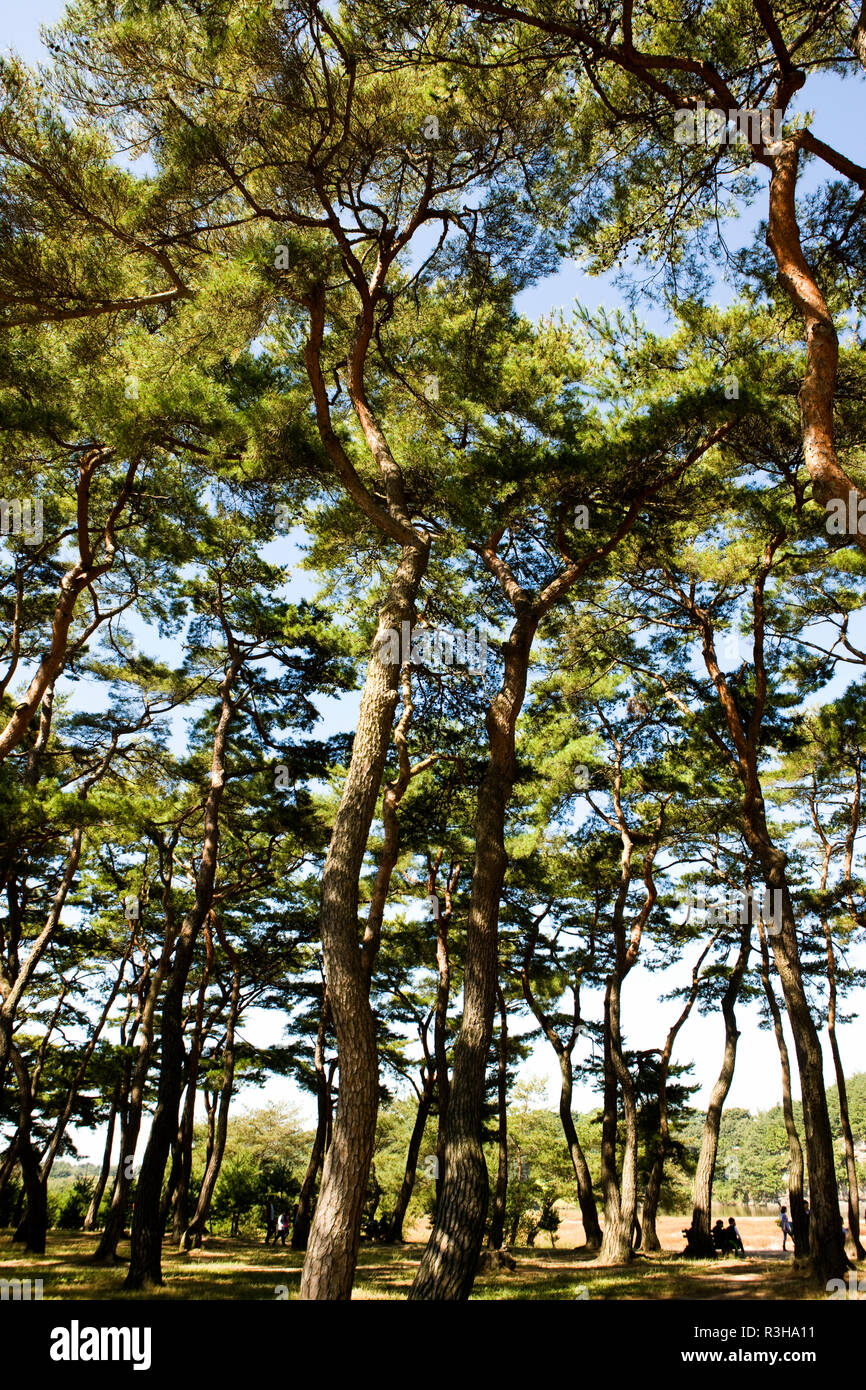 Andong Hahoe folk village make It to the UNESCO List, south korea Stock ...