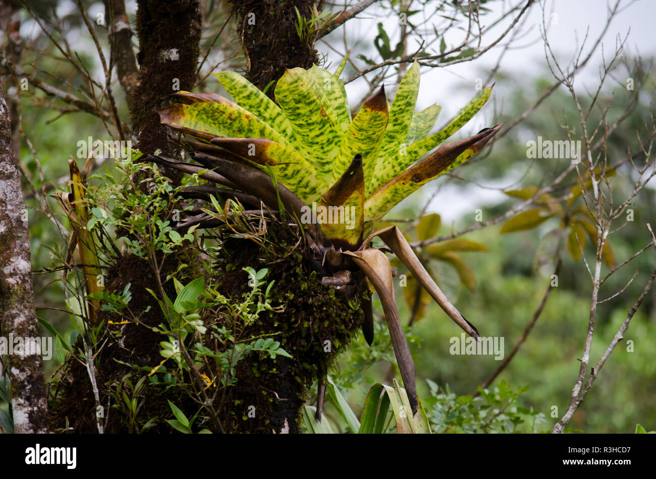 Arenal Volcano Costa Rica Stock Photo