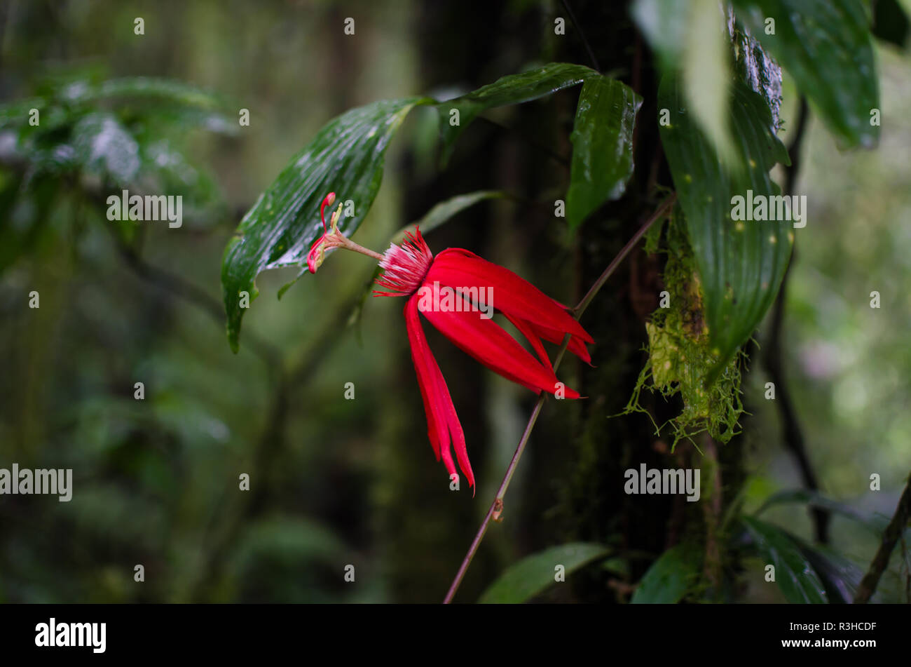 Flower of a wild passiflora in the Arenal National Park. Stock Photo