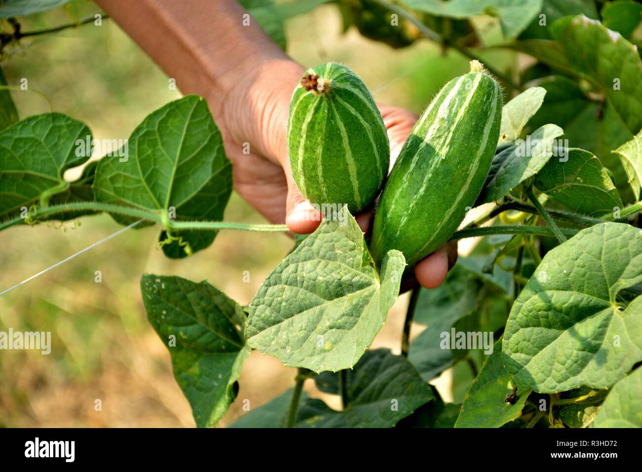 A hand showing pointed gourd or Trichosanthes dioica vegetable from a