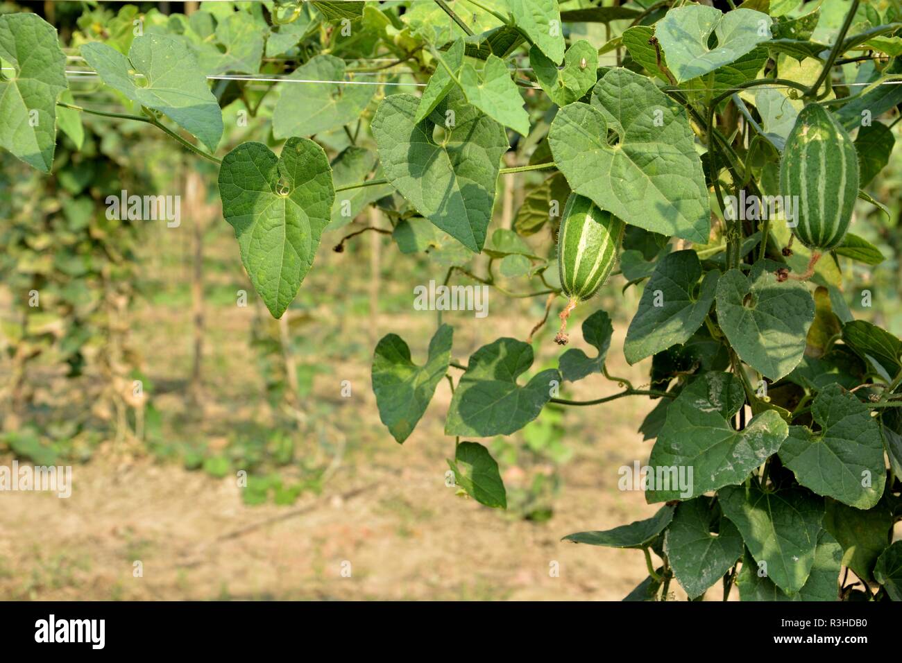 Beautiful pointed gourd flower or Trichosanthes dioica in a plant in