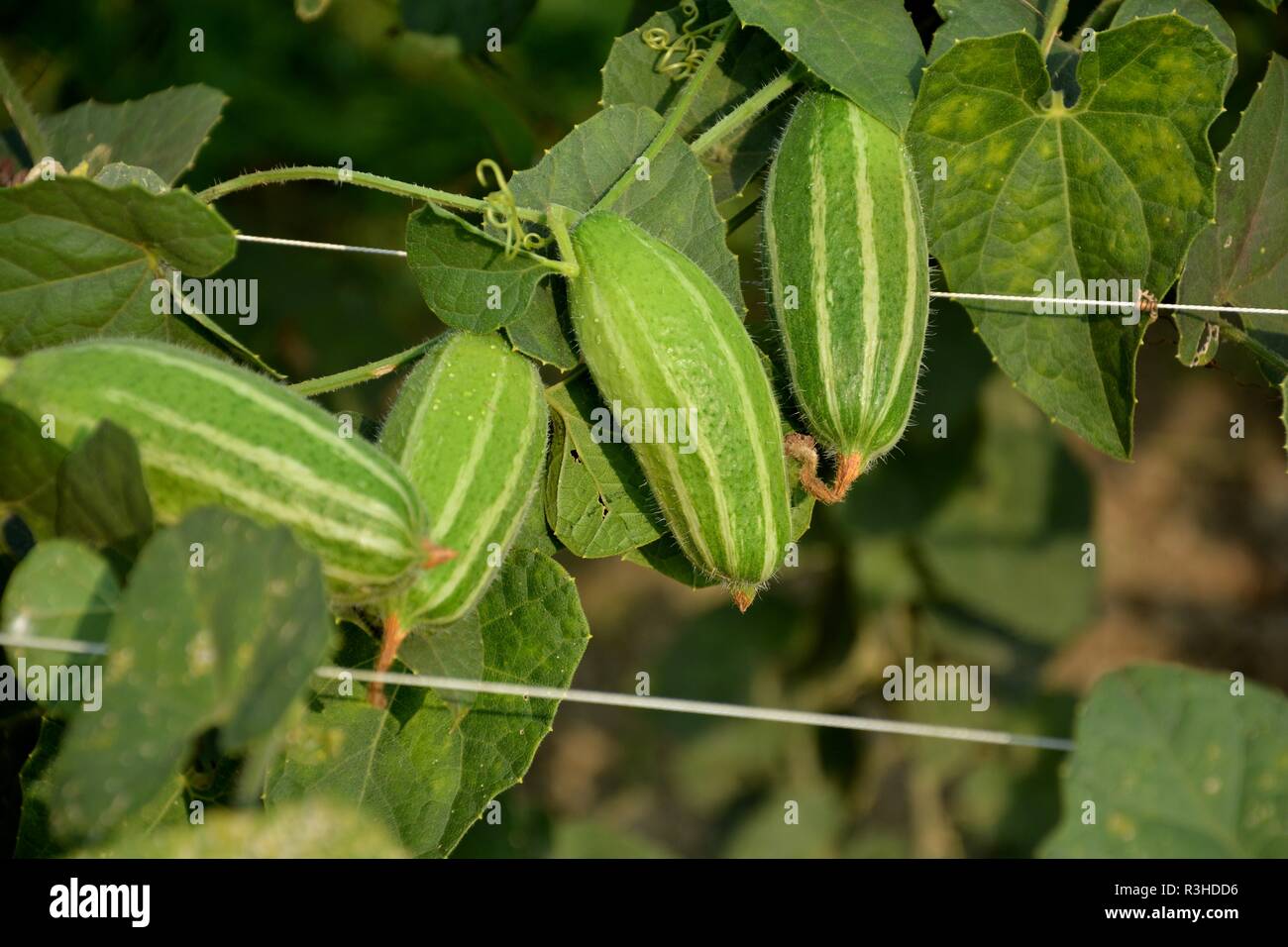 Beautiful pointed gourd flower or Trichosanthes dioica in a plant in