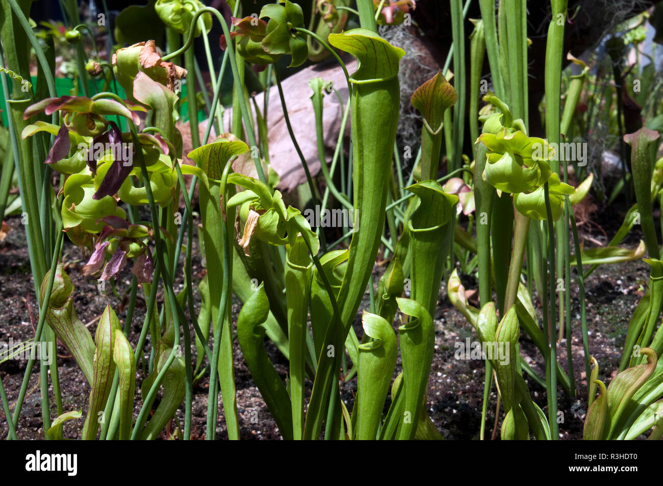 Sydney Australia, field of pitcher plants or trumpet pitchers Stock