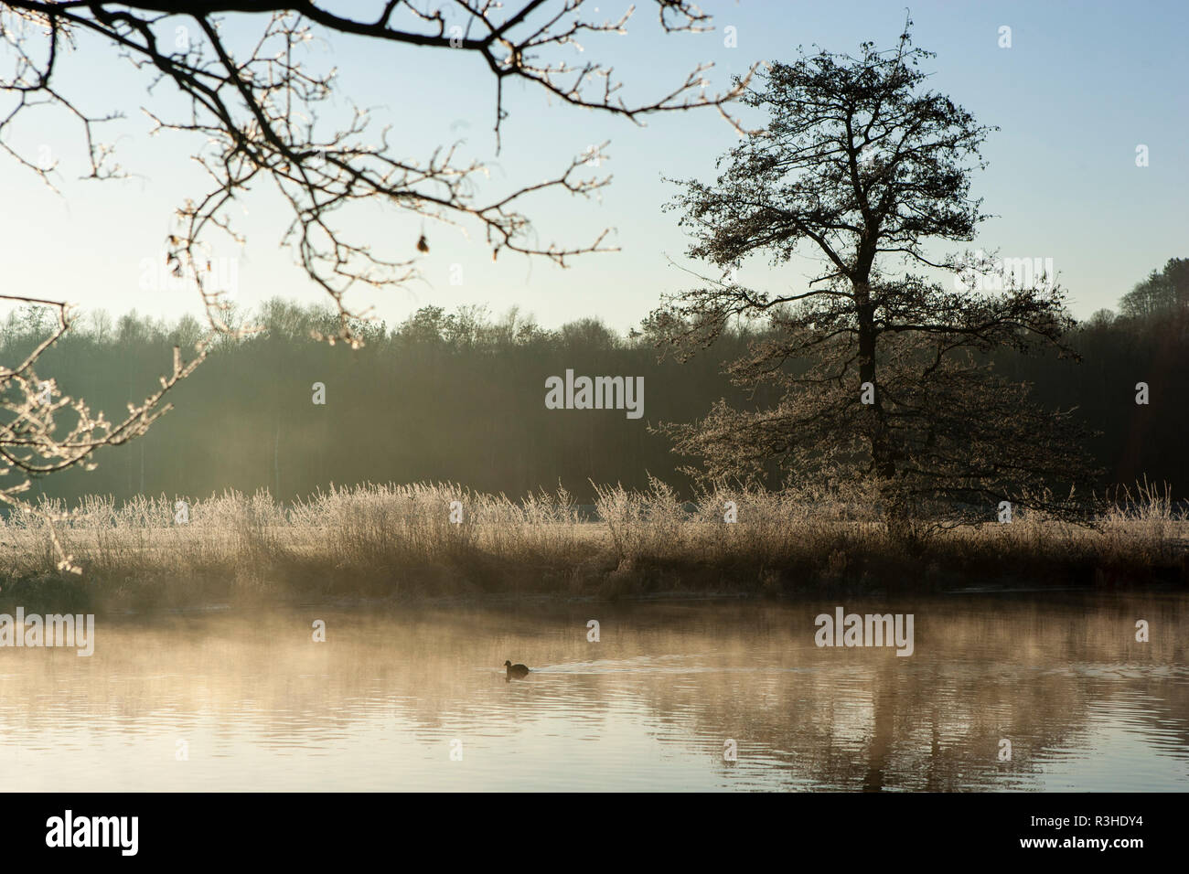 the ruhr at sunrise in schwerte geisecke Stock Photo - Alamy