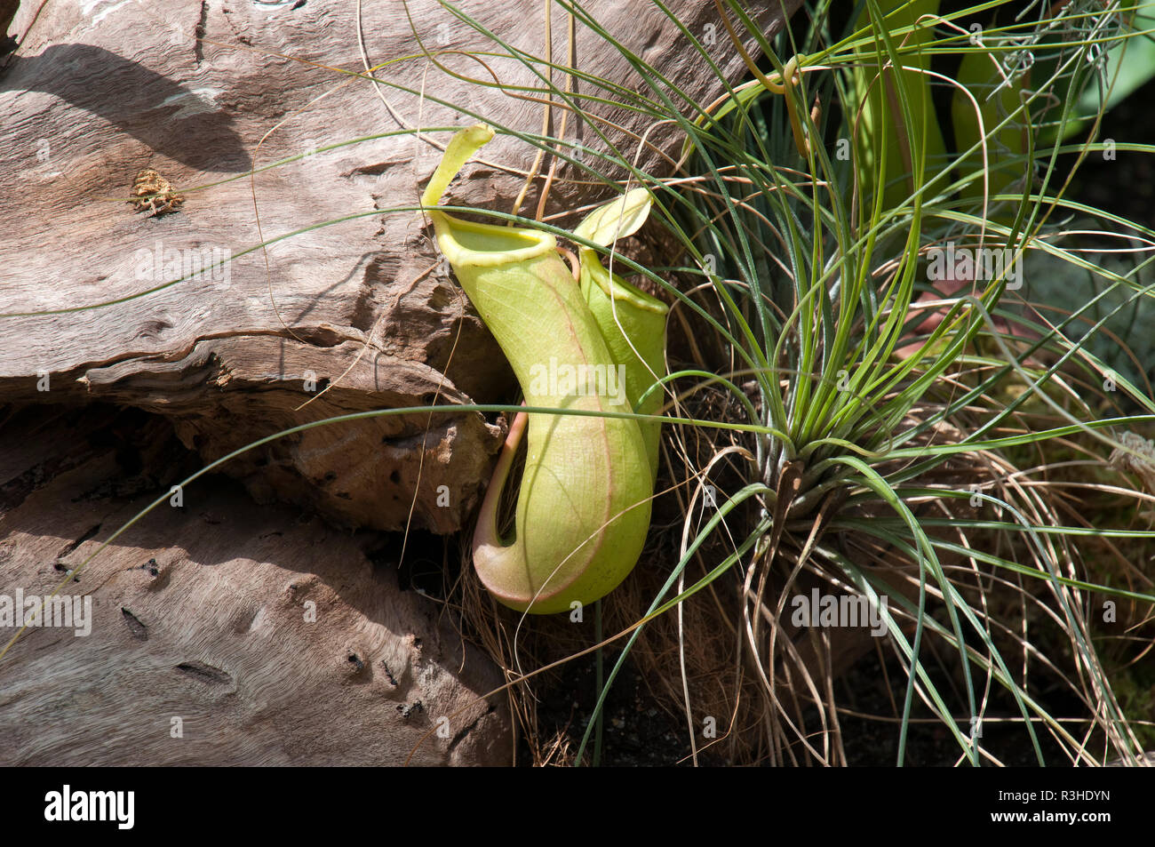 Sydney Australia, Hanging pitcher plant with airplant on driftwood Stock Photo
