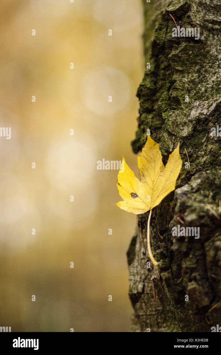 Maple tree acer ahorn leaves hi-res stock photography and images - Alamy