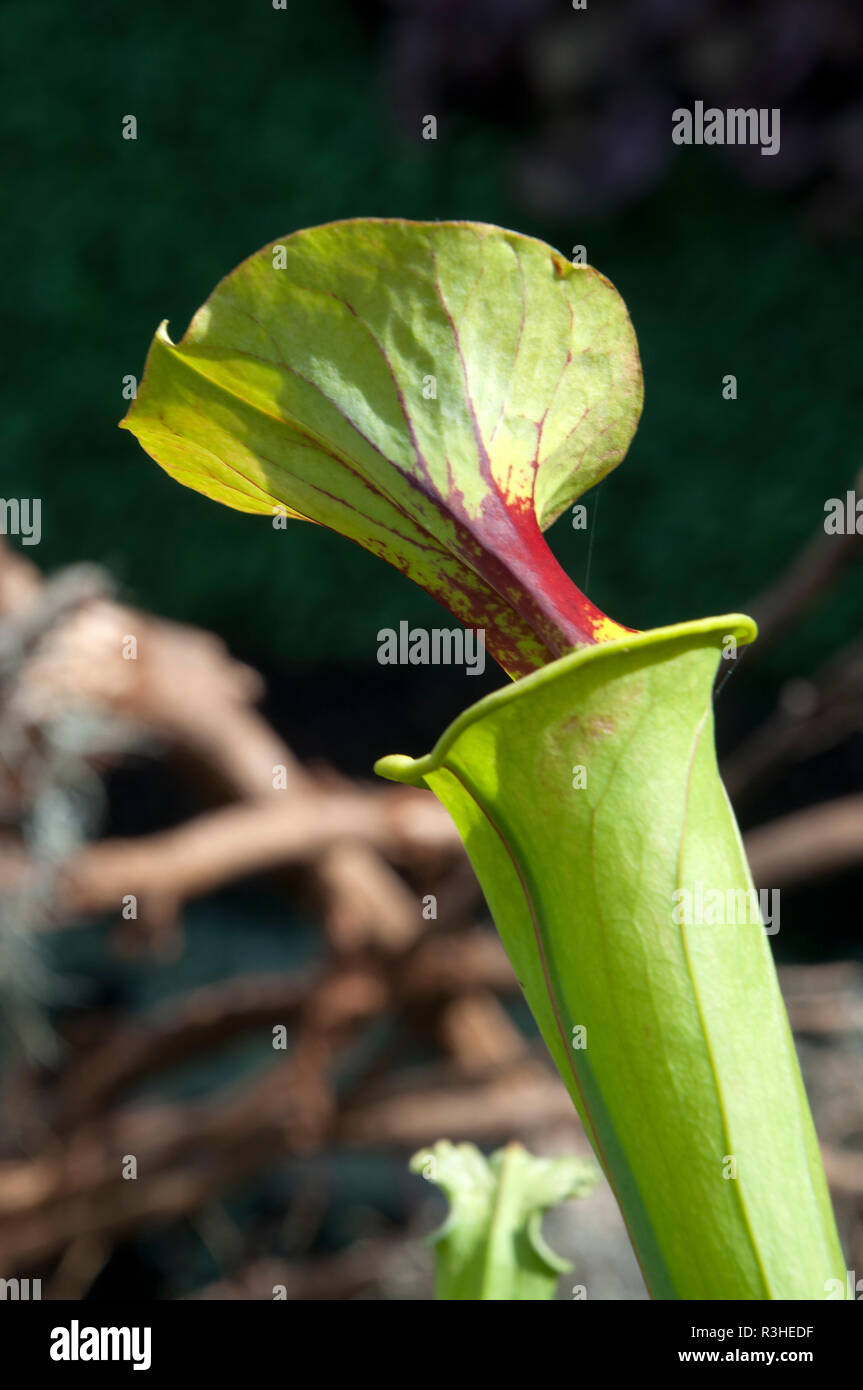 Sydney Australia, Sarracenia flava rugelii or trumpet pitcher plant Stock Photo Alamy
