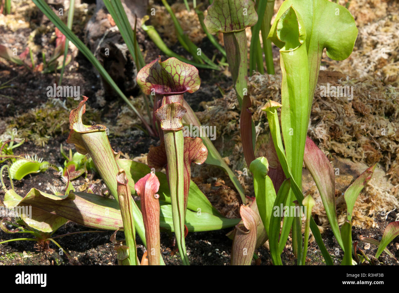 Sydney Australia, patch of pitcher plant or trumpet pitchers Stock