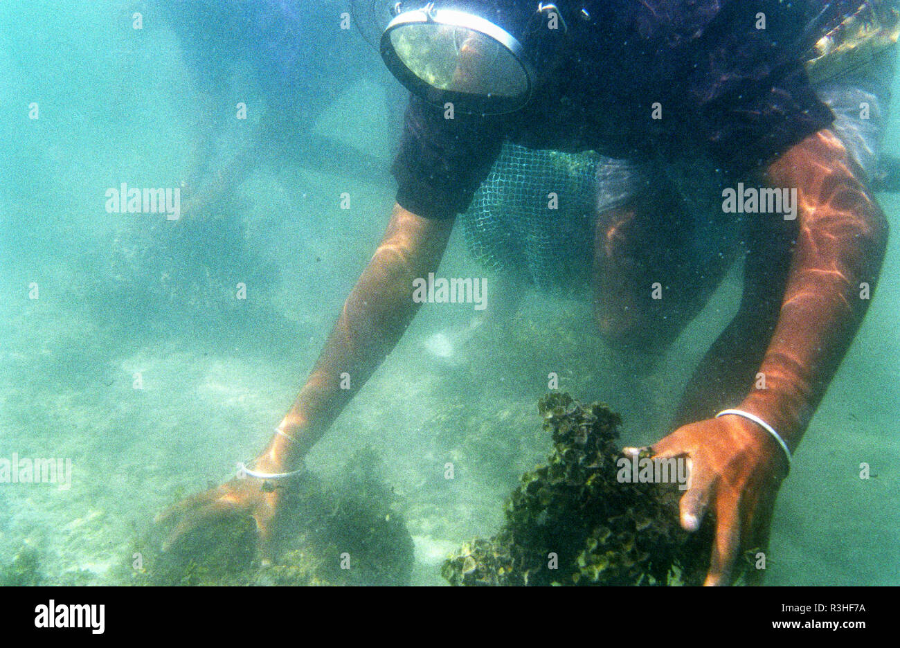 INDIA, Tamil Nadu, Gulf of Mannar, Ramnath, women of fishing village Valasai dive for seaweed for income generation , the red algae is used for processing of Agar-agar or Carrageenan as thickener for food industry, cosmetics etc., image was shot on 35mm color negative and has a strong film grain Stock Photo