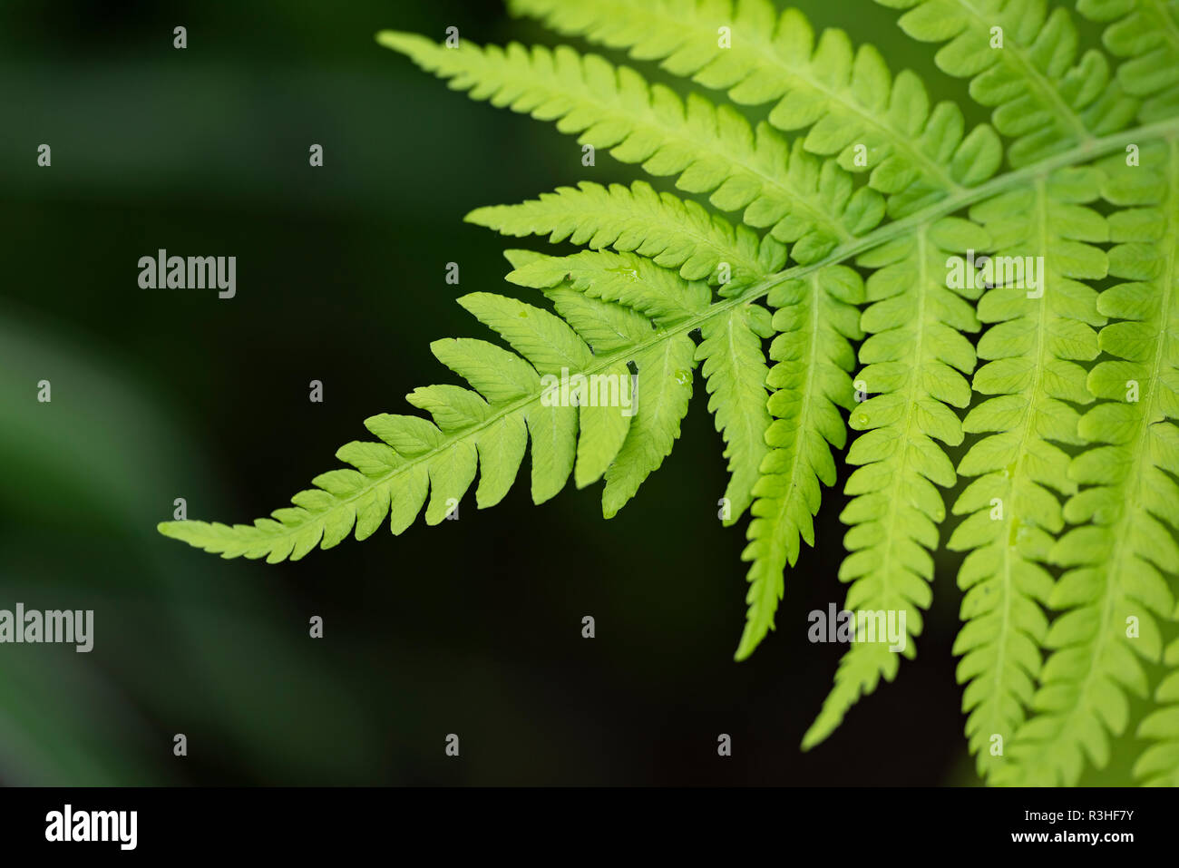 Freshness light green fern hi-res stock photography and images - Alamy