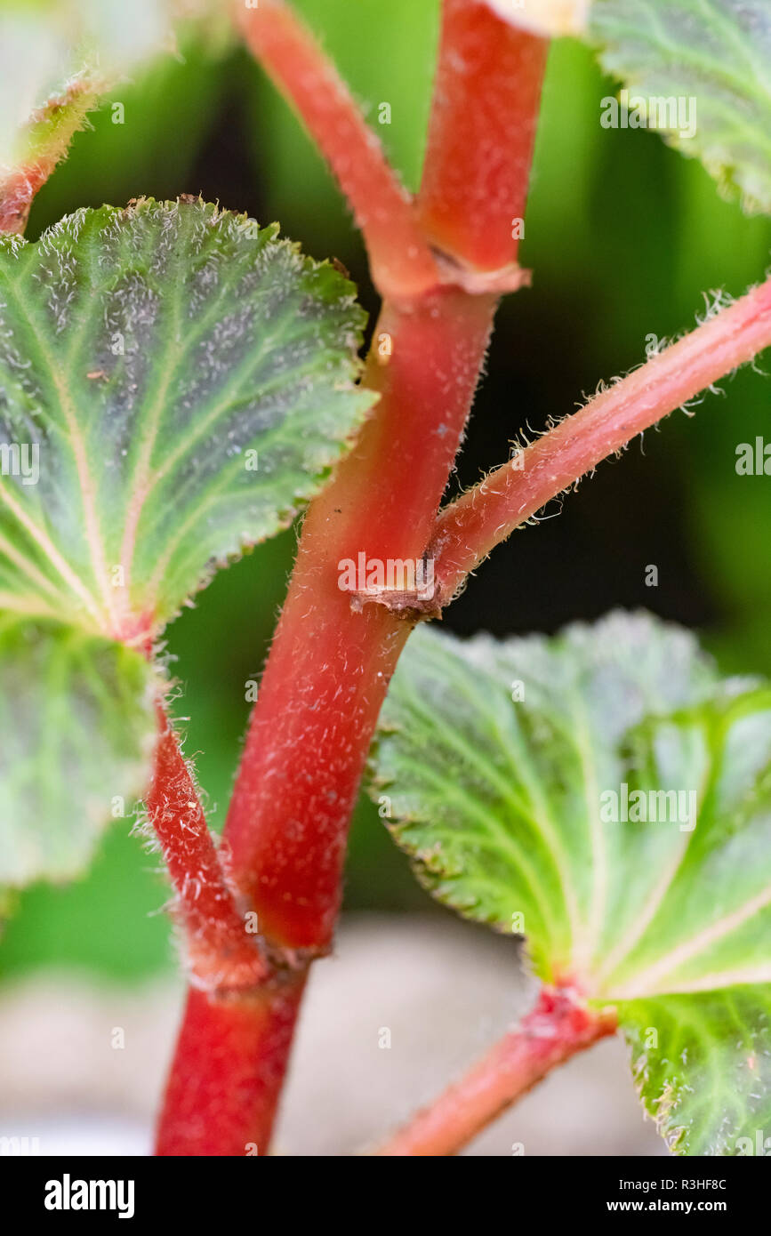 Red stems of Begonias, close-up, macro image, natural light, side view. Stock Photo