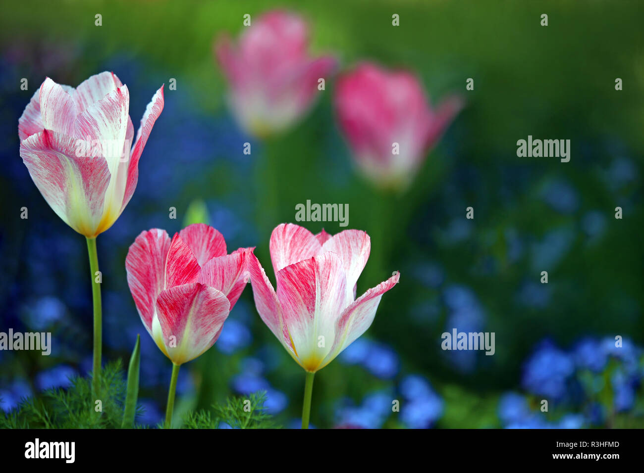 three splendid tulips in soft red and white Stock Photo