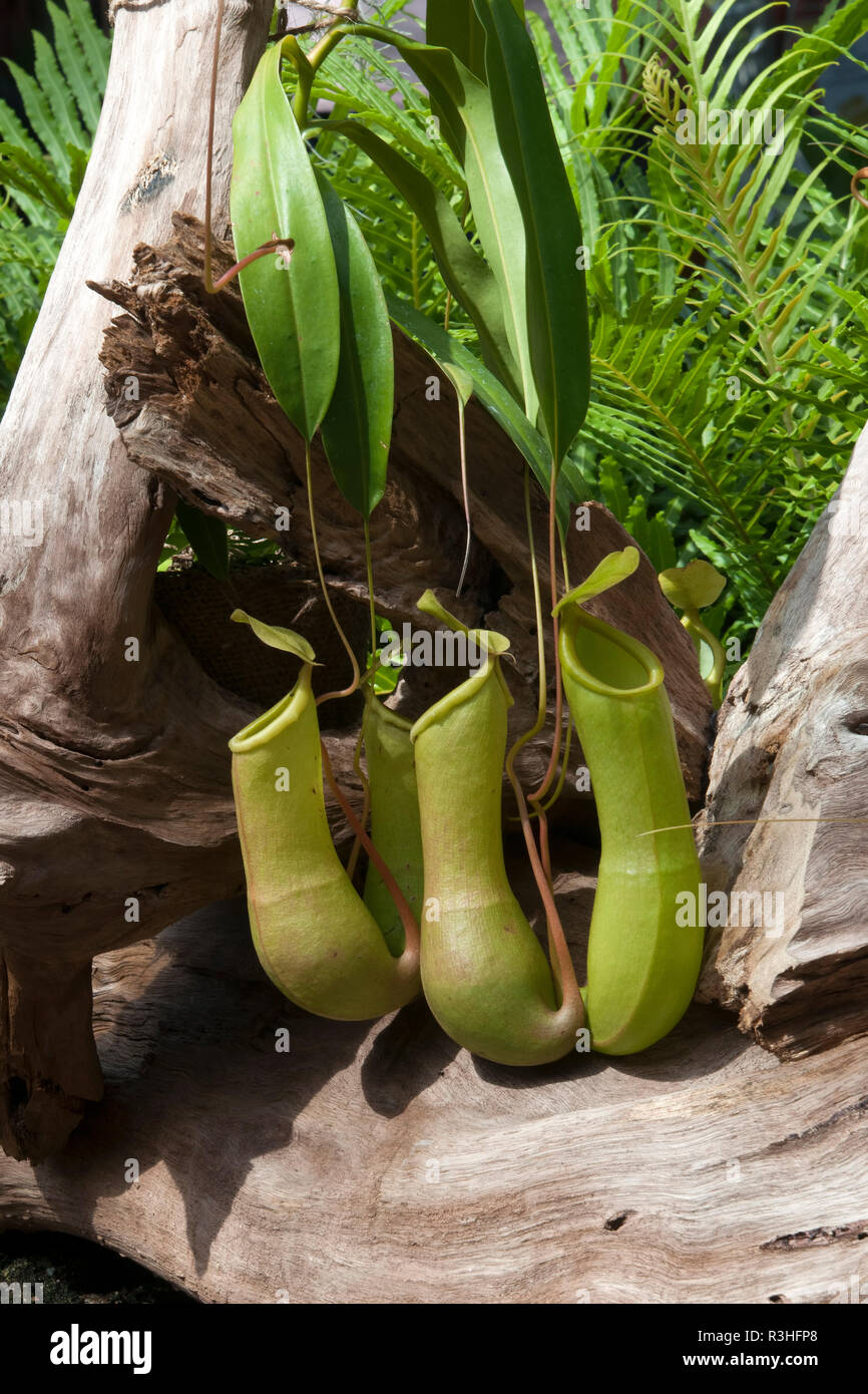Sydney Australia, Hanging pitcher plants and driftwood Stock Photo Alamy