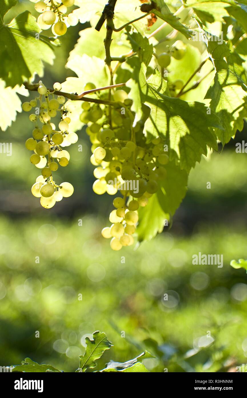 grapes Stock Photo