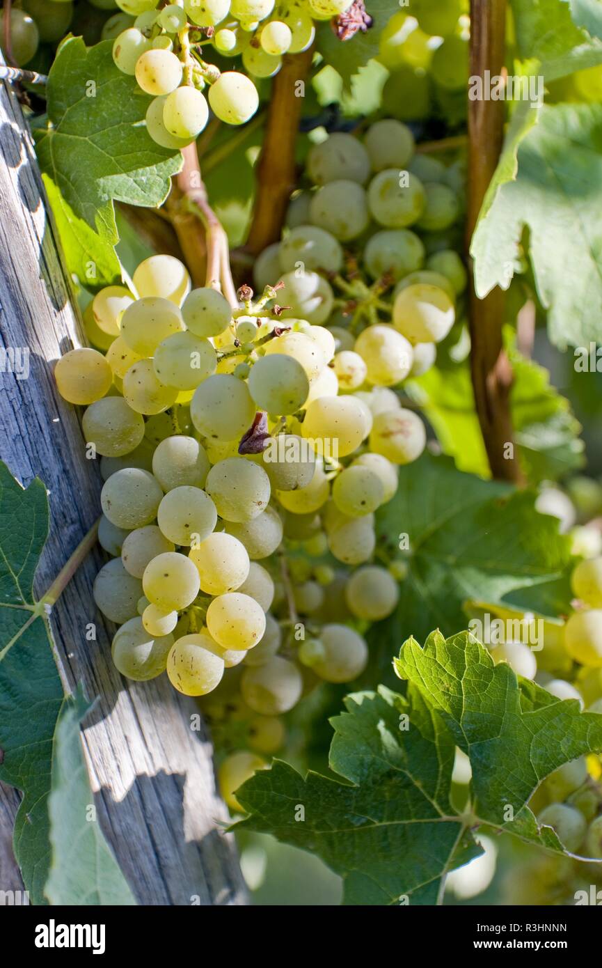 grapes Stock Photo