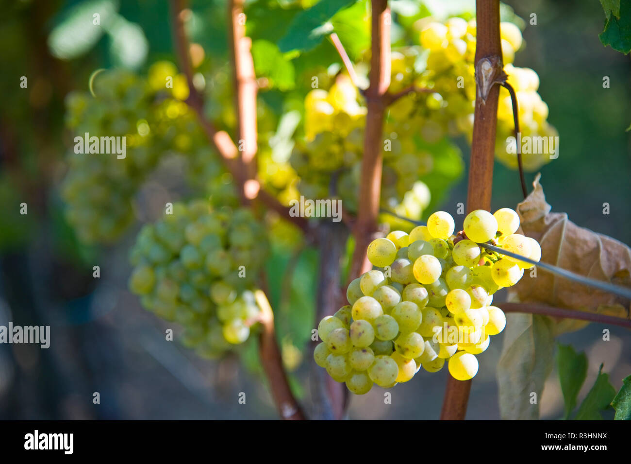 grapes Stock Photo