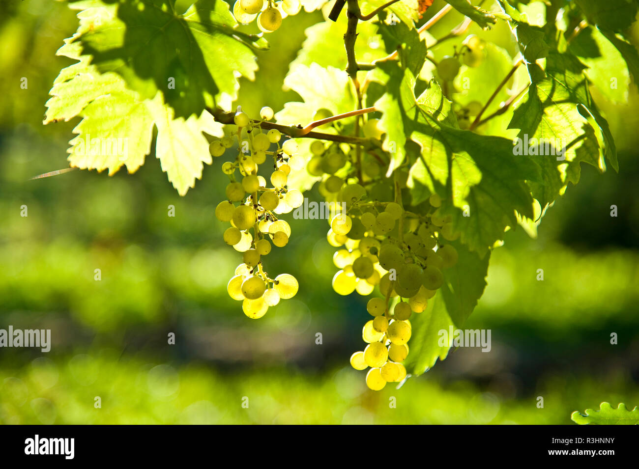 grapes Stock Photo