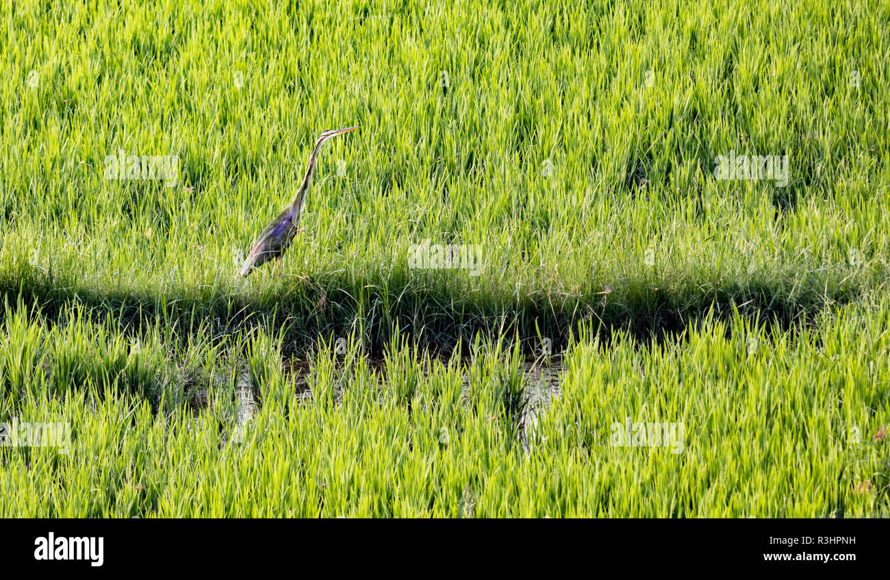 A little bird roaming in agriculture land in a sunny morning Stock Photo