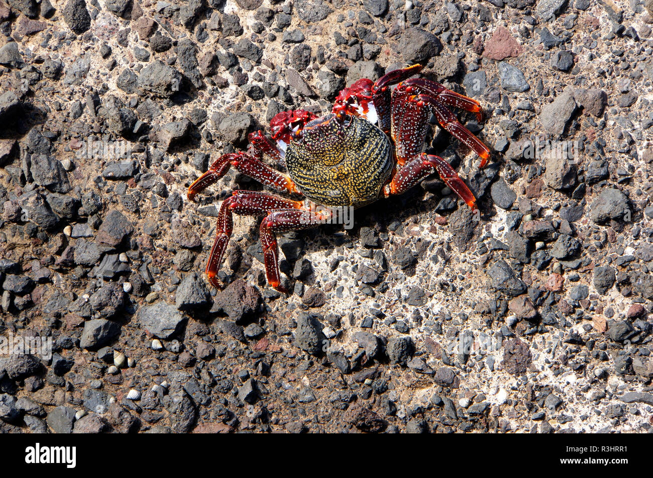 red rock crab (grapsus adscensionis) Stock Photo