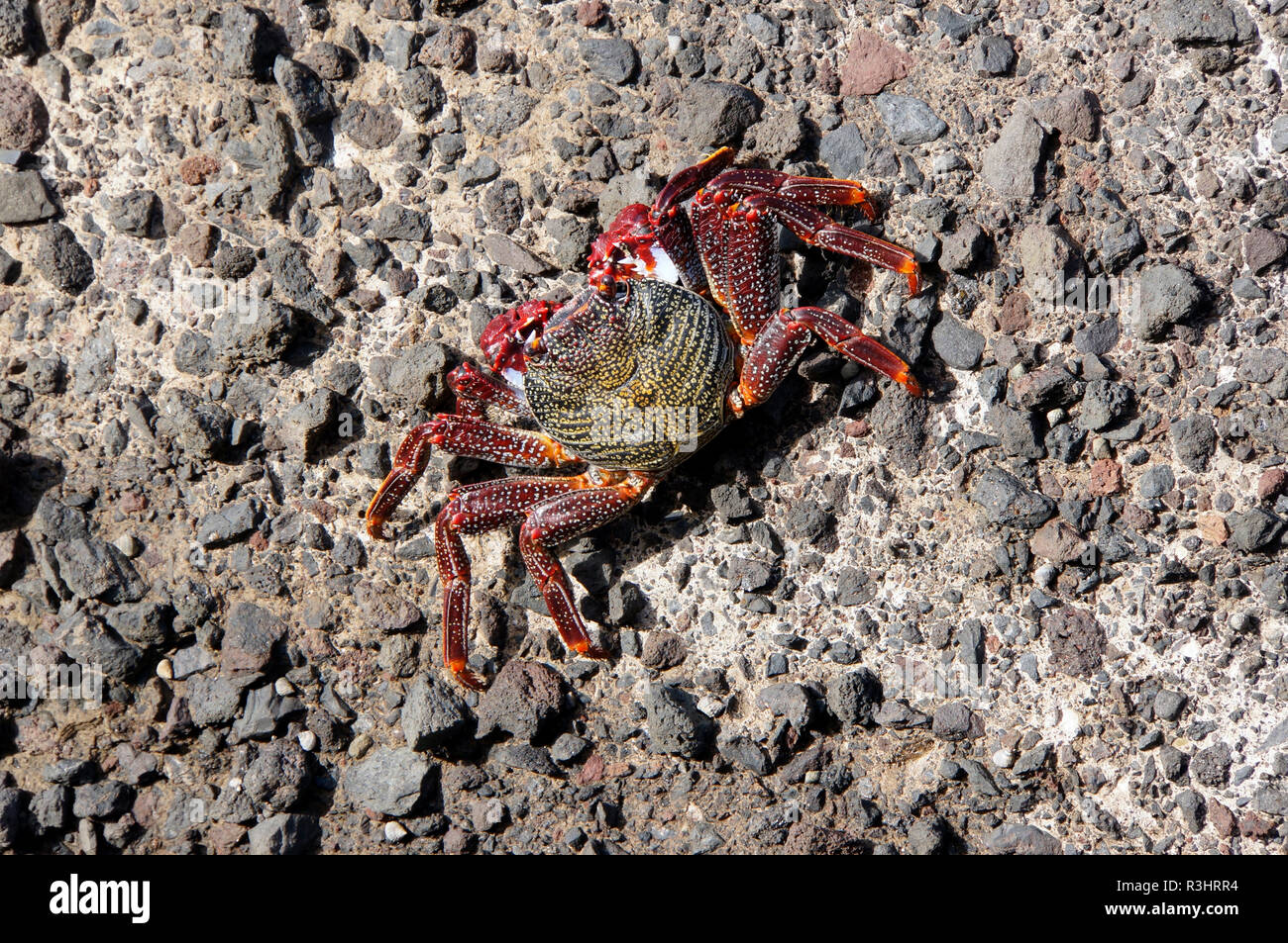 red rock crab (grapsus adscensionis) Stock Photo