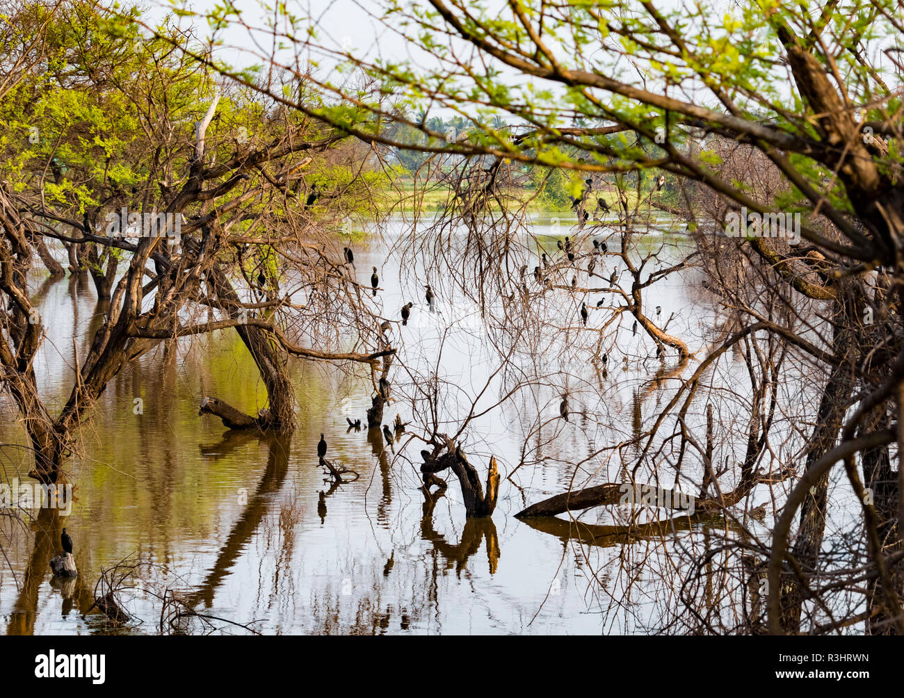 Cormorants are seen in search of food in a pond Stock Photo