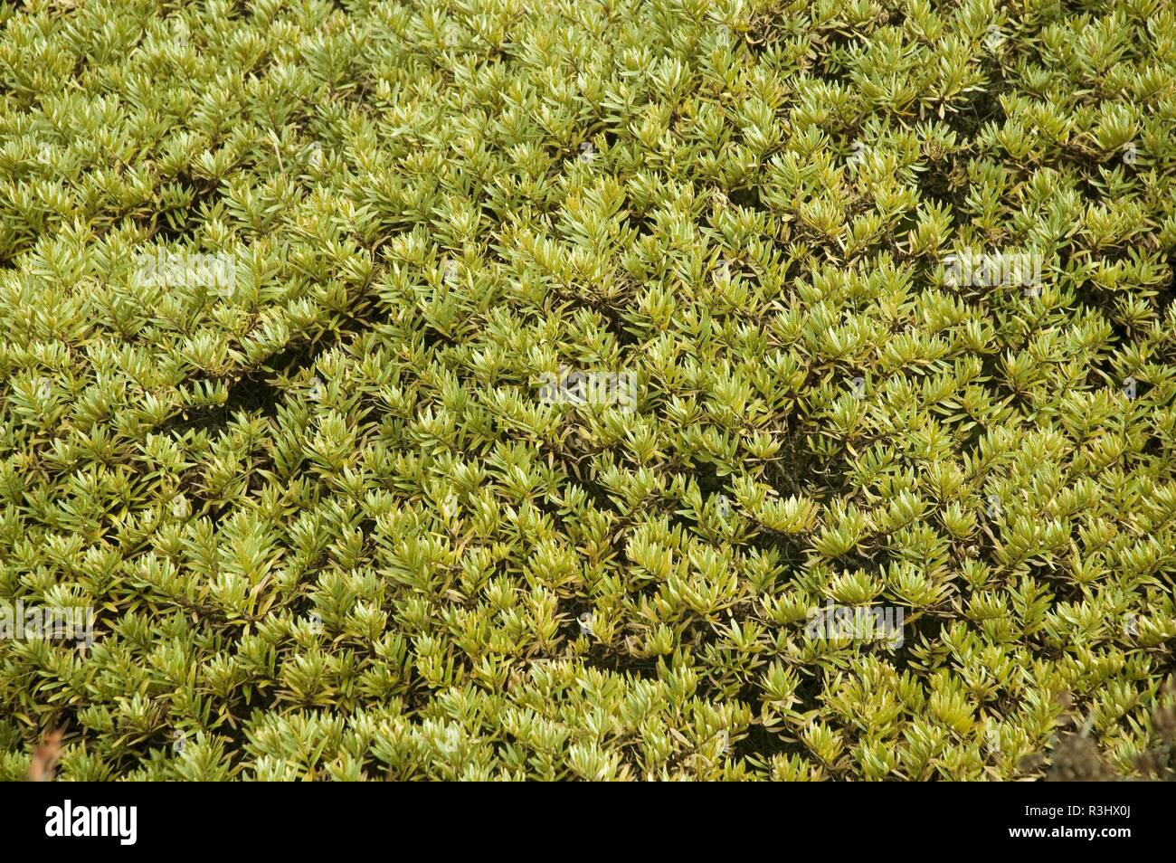 Rare flora himalayas hi-res stock photography and images - Alamy