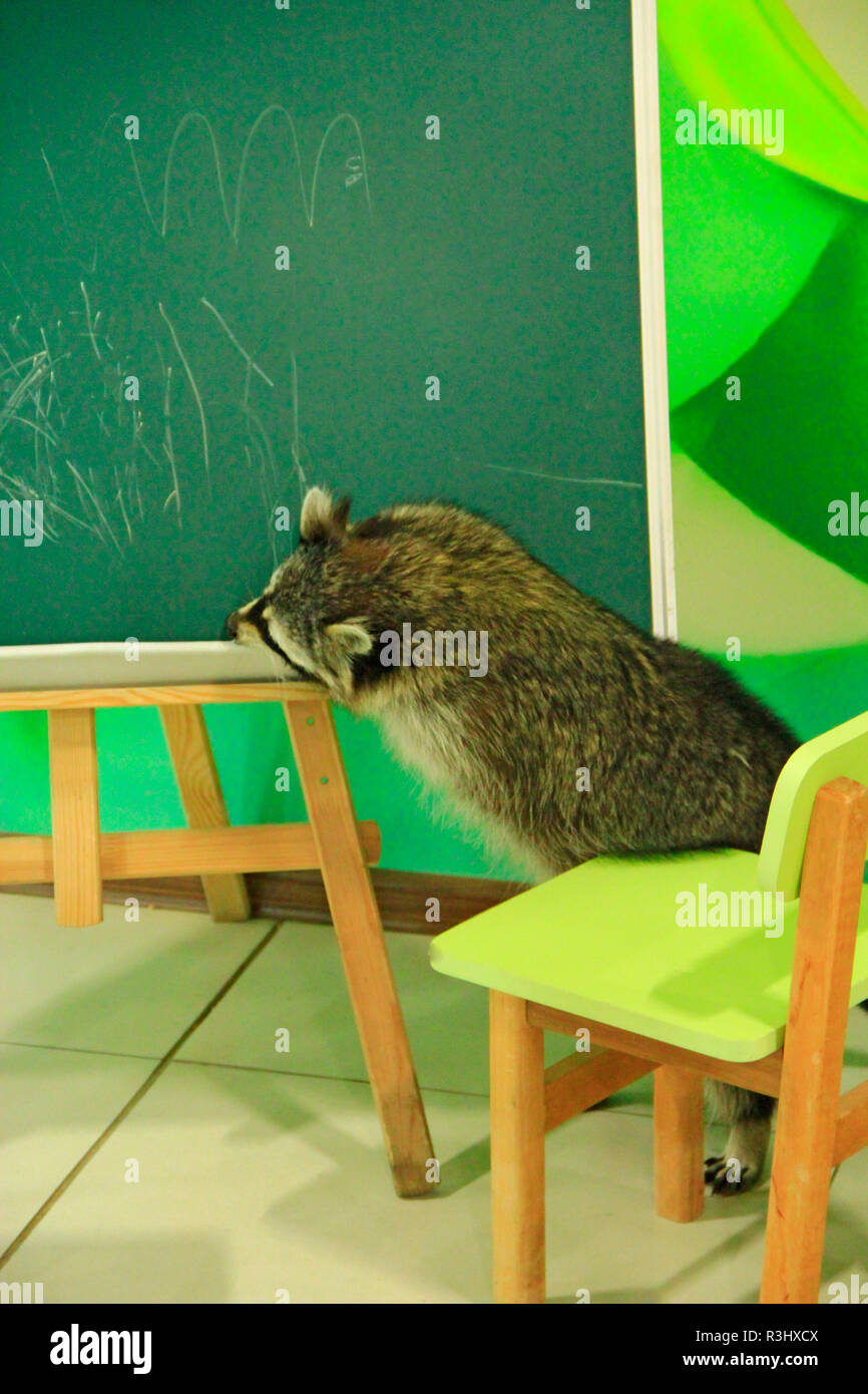 Teacher raccoon writing on chalkboard in classroom. Raccoon as teacher in school. Wild animal in school Stock Photo