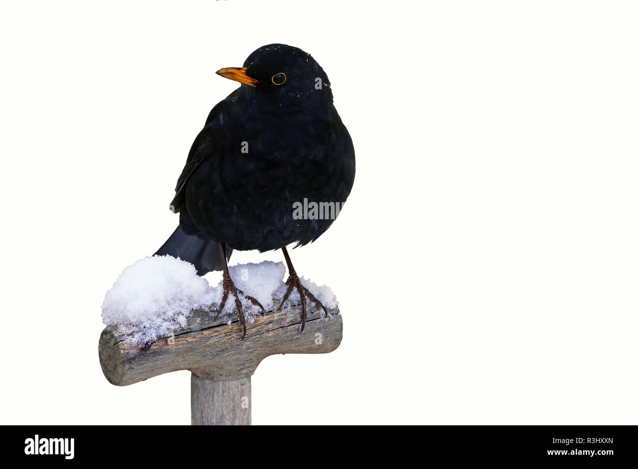 blackbird isolated in winter Stock Photo