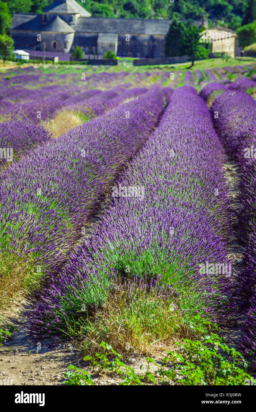 Provence Lavender Field In The Gordes france Stock Photo Alamy provence-lavender-field-in-the-gordes-france-stock-photo-alamy