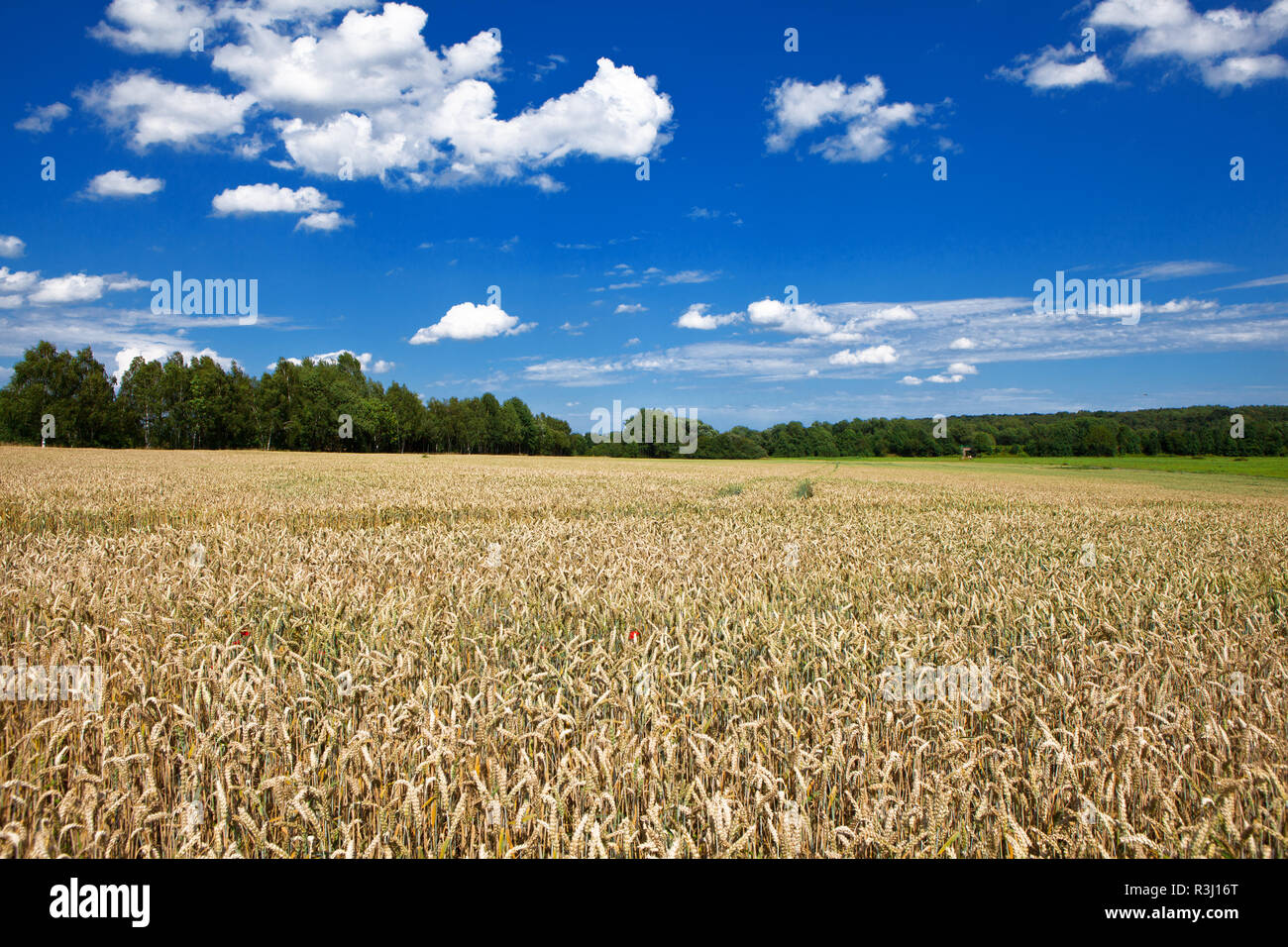 corn field - corn field under blue sky Stock Photo - Alamy