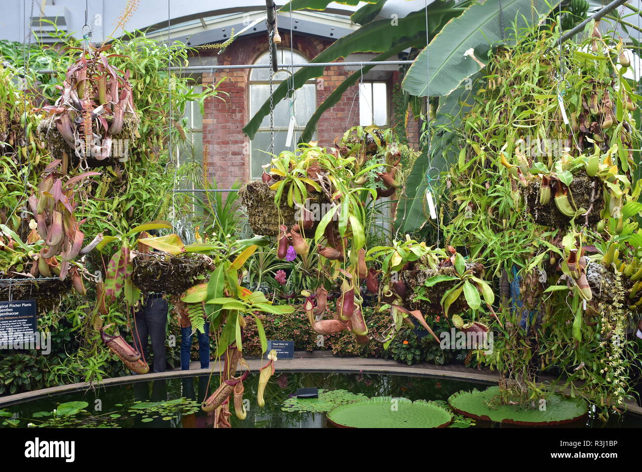 Carnivorous plants growing in pots hanging above pond in Tropical House