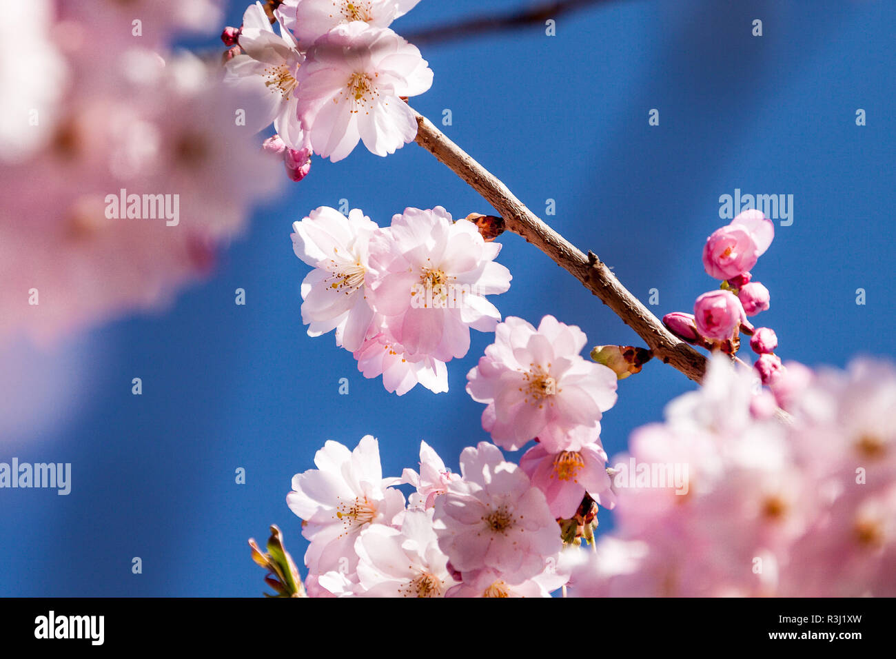 cherry blossoms on branch Stock Photo