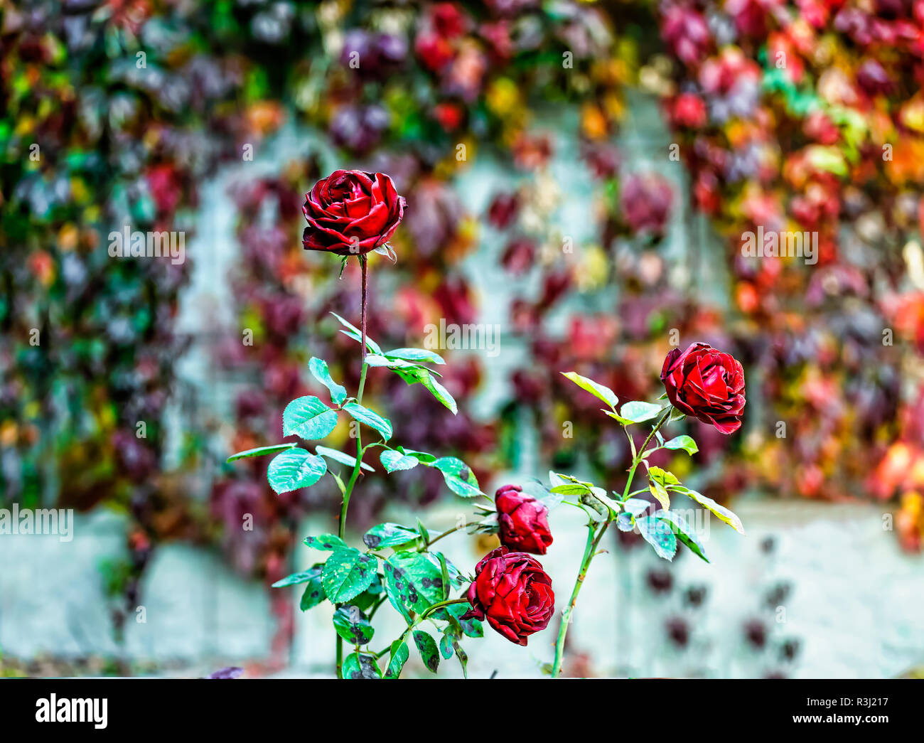 Beautiful Roses In A Colorful Autumn Garden Stock Photo Alamy beautiful-roses-in-a-colorful-autumn-garden-stock-photo-alamy