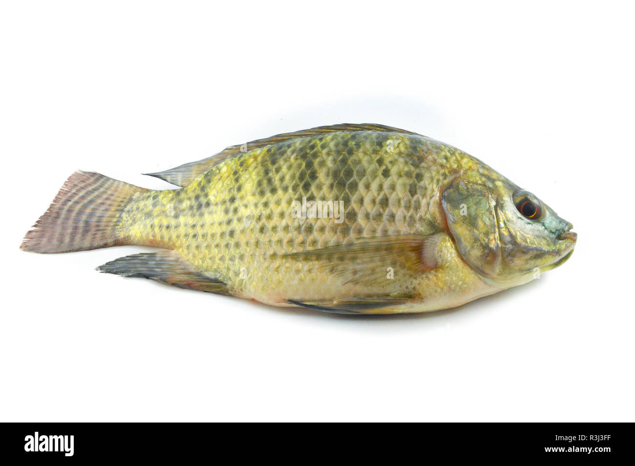 Page 3 Fishing Nile Fish High Resolution Stock Photography And Images Alamy Page 3 Fishing Nile Fish High Resolution Stock Photography And Images Alamy