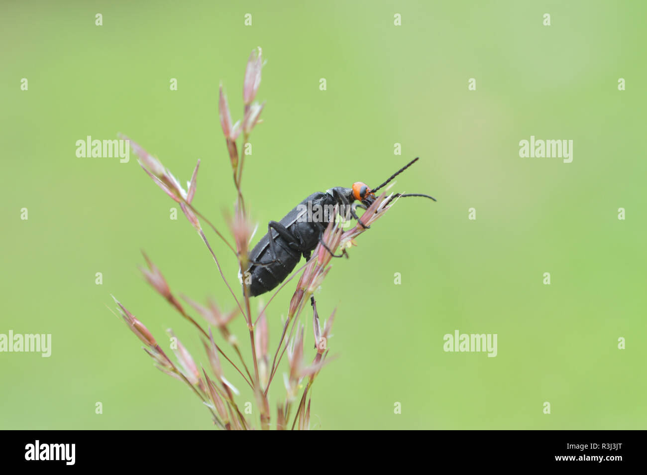 blister beetle black bug / black insect on dry grass and nature green