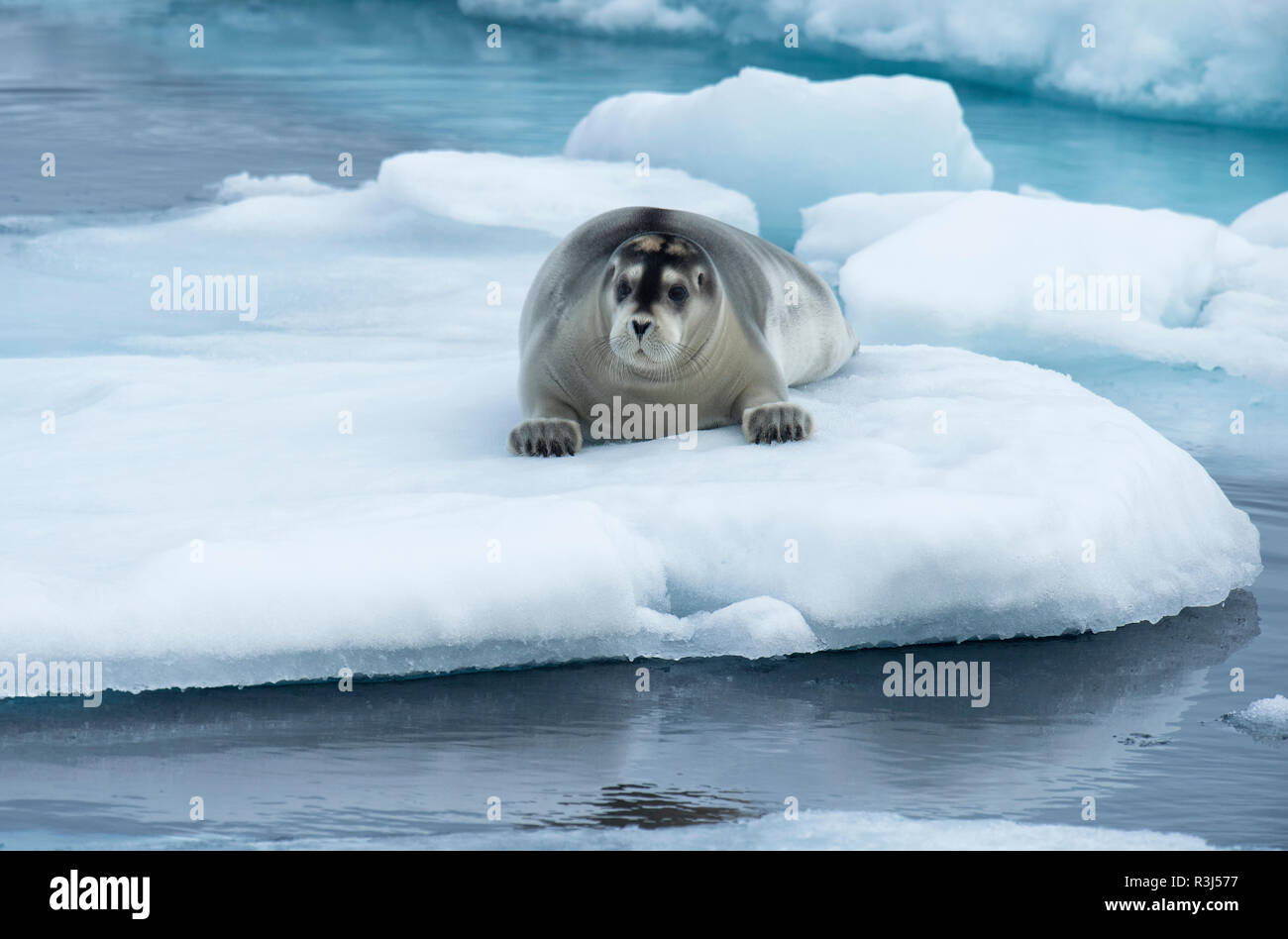 Bearded Seal (Erignathus barbatus) laying on pack ice, Spitsbergen Island, Svalbard Archipelago, Norway Stock Photo