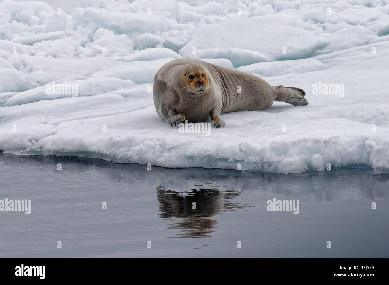 Bearded Seal (Erignathus barbatus) stretching on pack ice, Spitsbergen Island, Svalbard Archipelago, Norway Stock Photo