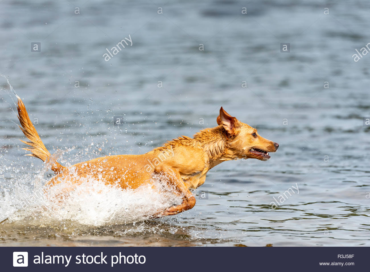 Weller Hund
