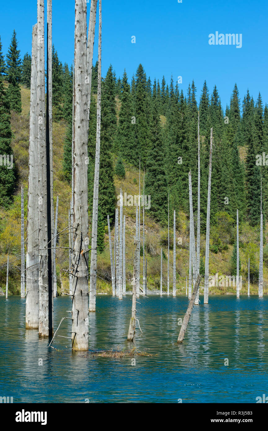 Dead trunks of Picea schrenkiana pointing out of water in Kaindy lake or Submerged Forest, Tien Shan Mountains, Kazakhstan Stock Photo