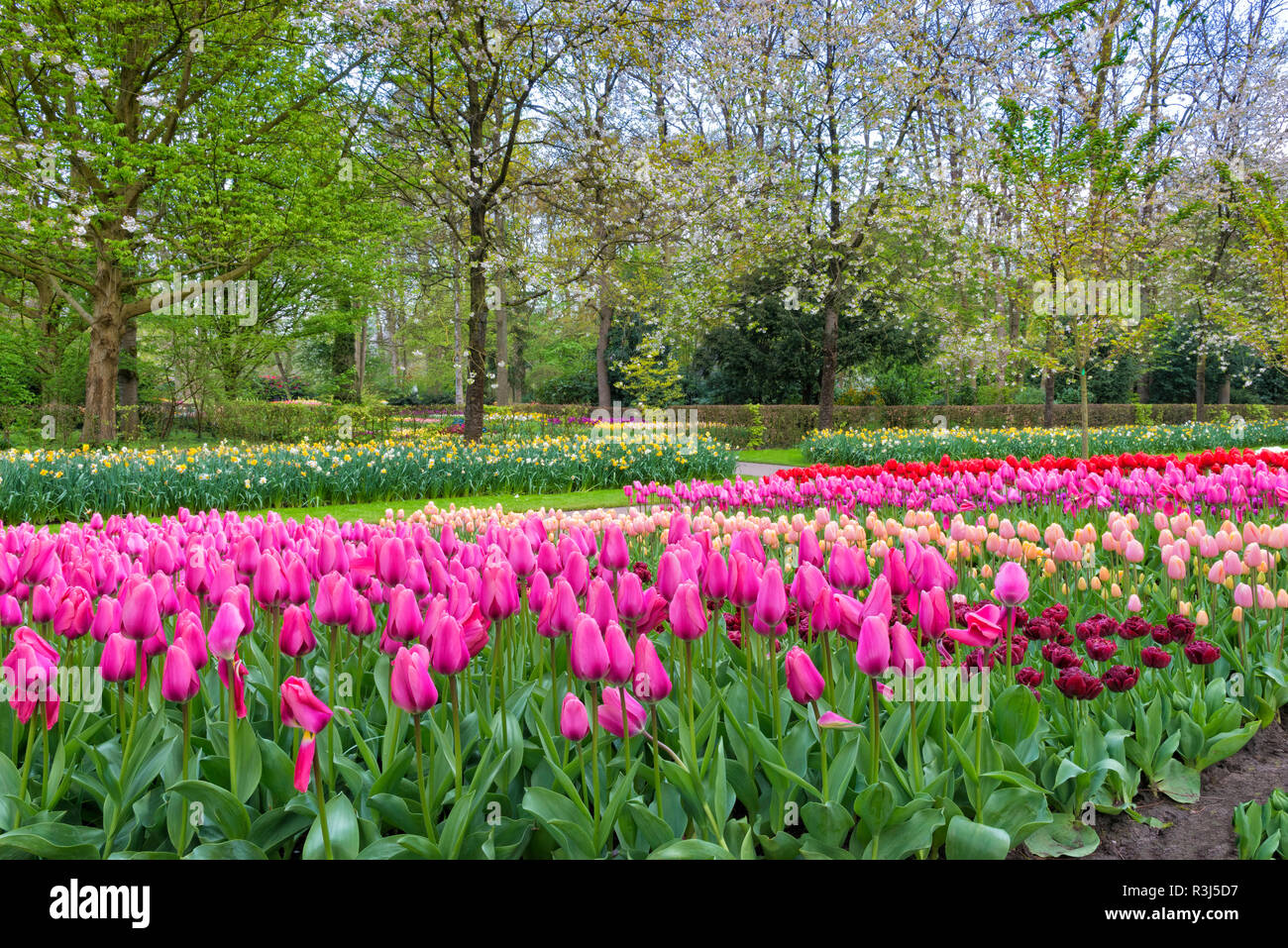 Flower garden with multi-colored tulips (tulipa) in bloom, Keukenhof Gardens Exhibit, Lisse, South Holland, The Netherlands Stock Photo