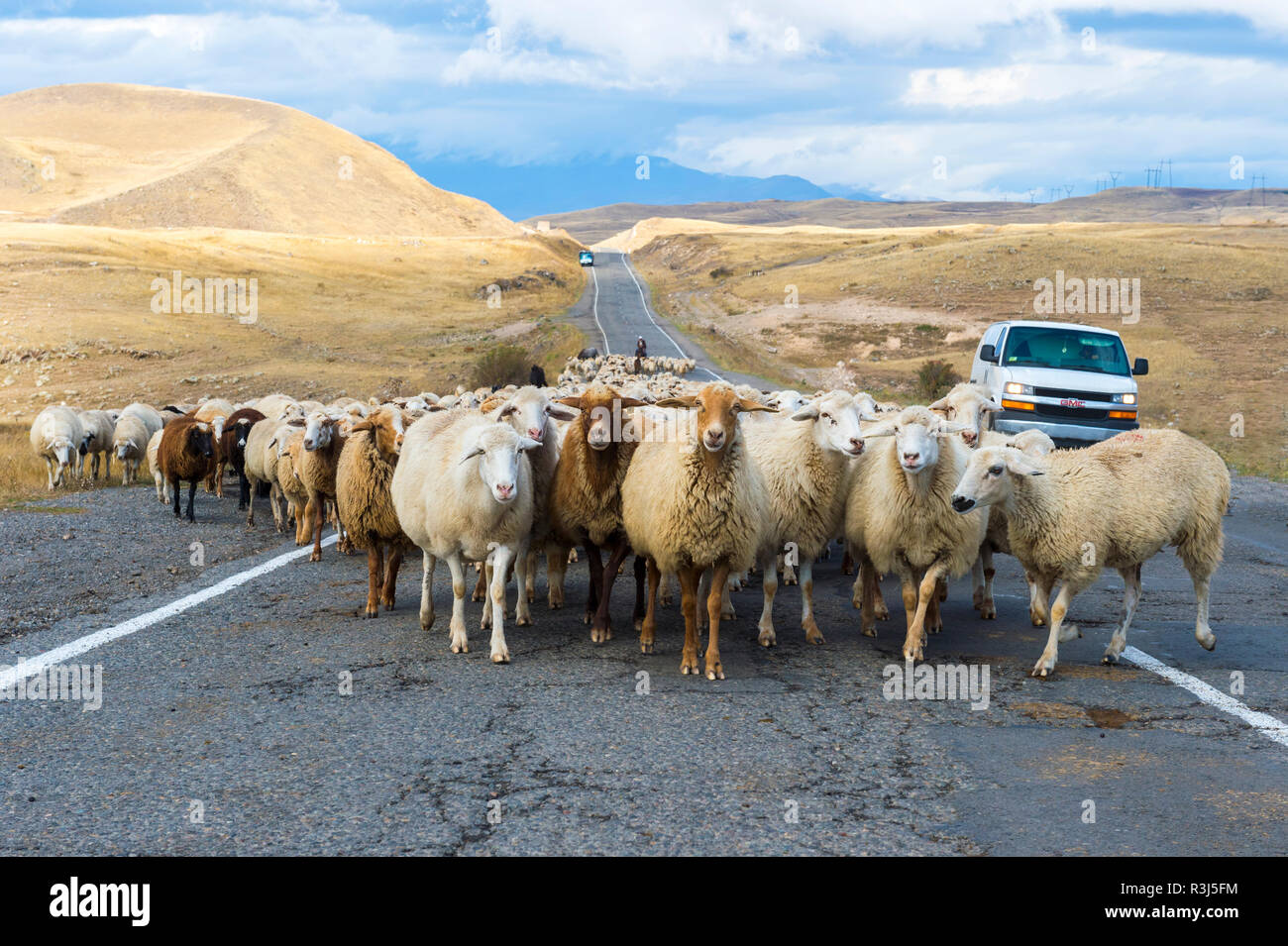 Shephard conducting a group of sheep down a road, Tavush Province, Armenia Stock Photo
