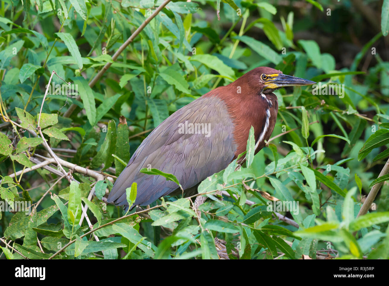 Rufescent Tiger Heron (Tigrisoma lineatum) in mangrove, Pantanal, Mato ...