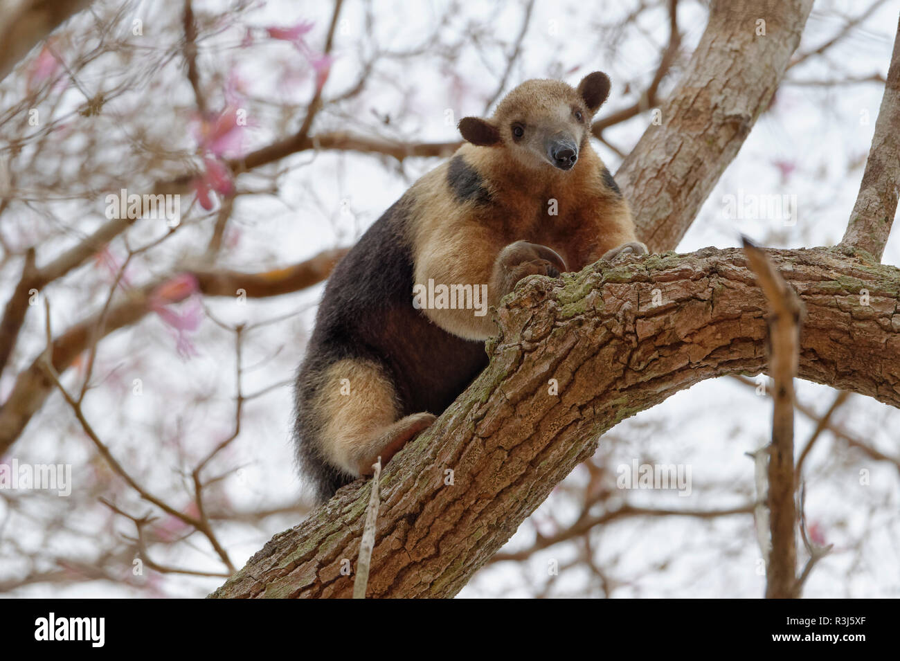 Southern tamandua (Tamandua tetradactyla) climbing on a tree, Pantanal, Mato Grosso, Brazil Stock Photo