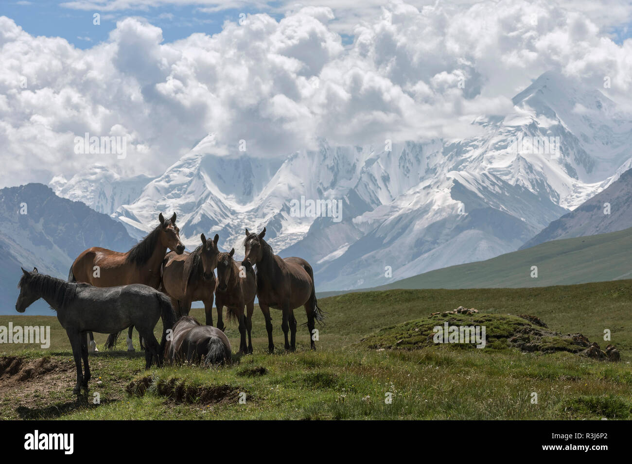 Horses Grazing In Front Of Tien Shan Snow capped Mountains Sary Jaz 
