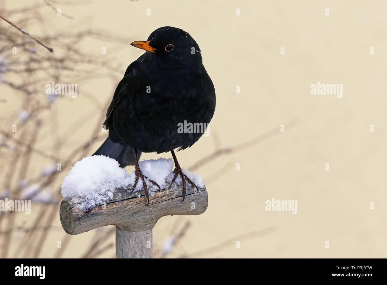blackbird in winter Stock Photo