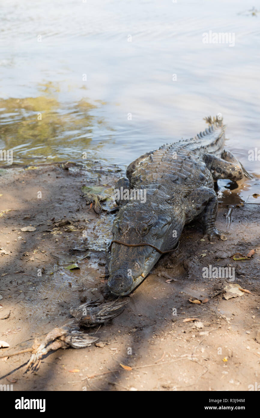 Sacred crocodile in Sabou, Burkina Faso, Africa Stock Photo - Alamy