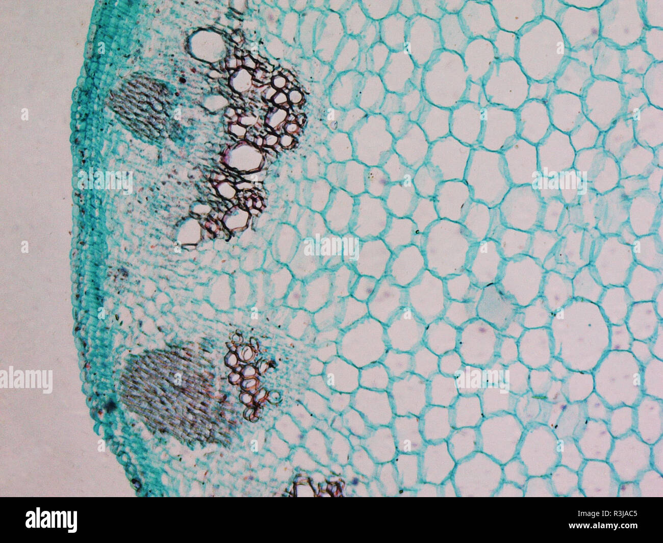 Light photomicrograph stem cross section hi-res stock photography and ...