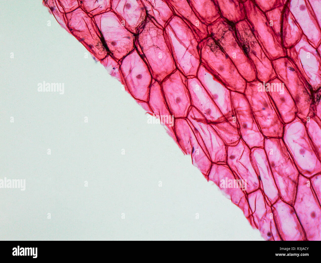 Onion skin cell hires stock photography and images Alamy